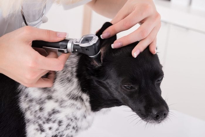 Close-up Of A Vet Examining Dog's Ear In Clinic