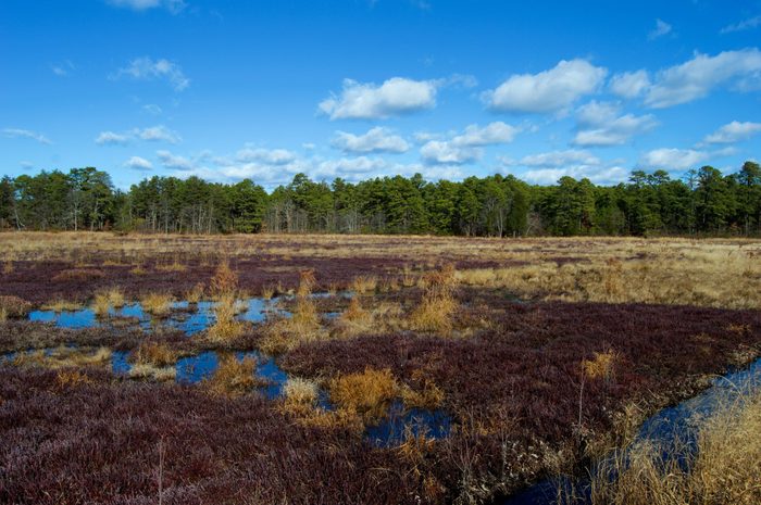 Cranberry Bogs at Double Trouble State Park New Jersey