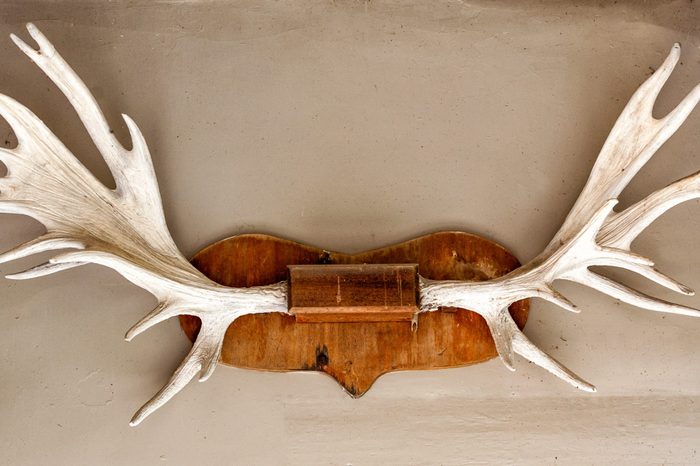 Elk / deer antlers mounted on the wall