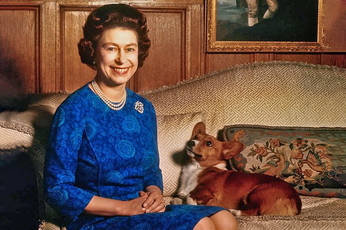 Queen Elizabeth II's Corgis: How Many Does She Own? | Reader's Digest