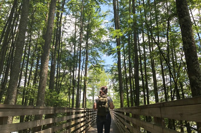 Hiker walks along path between cypress trees.