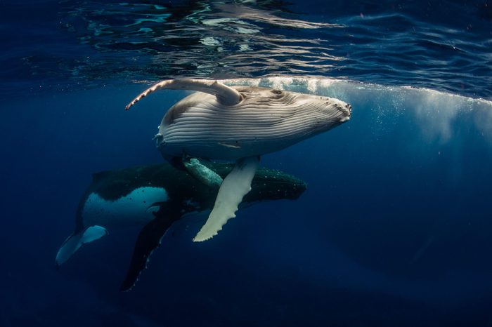 Humpback Whale and Baby