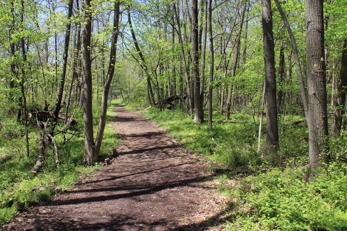 Inviting path in the woods in the spring with fresh leaves on the trees