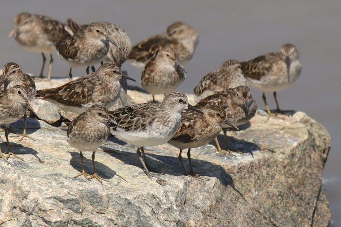 Least and Semipalmated Sandpipers