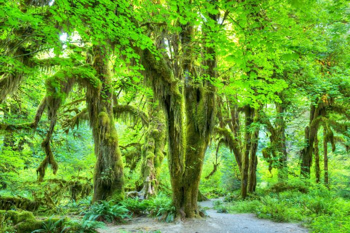 Olympic National Park/Hoh Rainforest.The Epic Hall Of Mosses Trail.Trees covered in moss in a temperate Hoh Rain Forest.