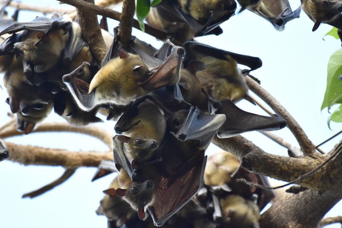 Straw-coloured fruit bat colony roosting