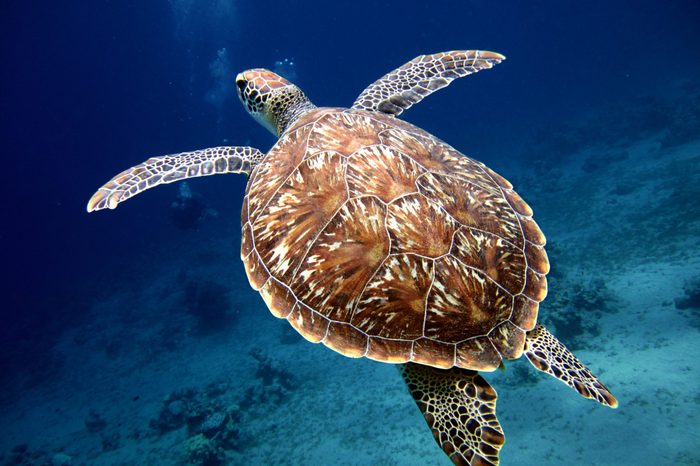 Swimming Turtle with Beautiful Shell
