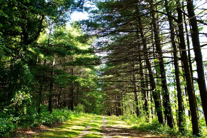 The view of hiking trail under the pine trees in the summer near Beltzville State Park, Lehighton, Pennsylvania, U.S.A