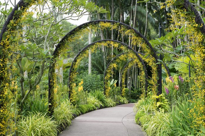 scenic artificial arcs with many yellow orchid flowers in famous Singapore Botanical Garden