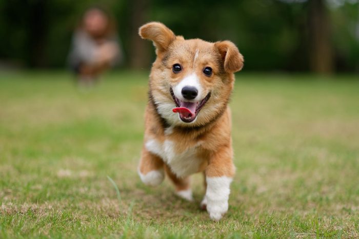 Running pembroke welsh corgi dog on green grass