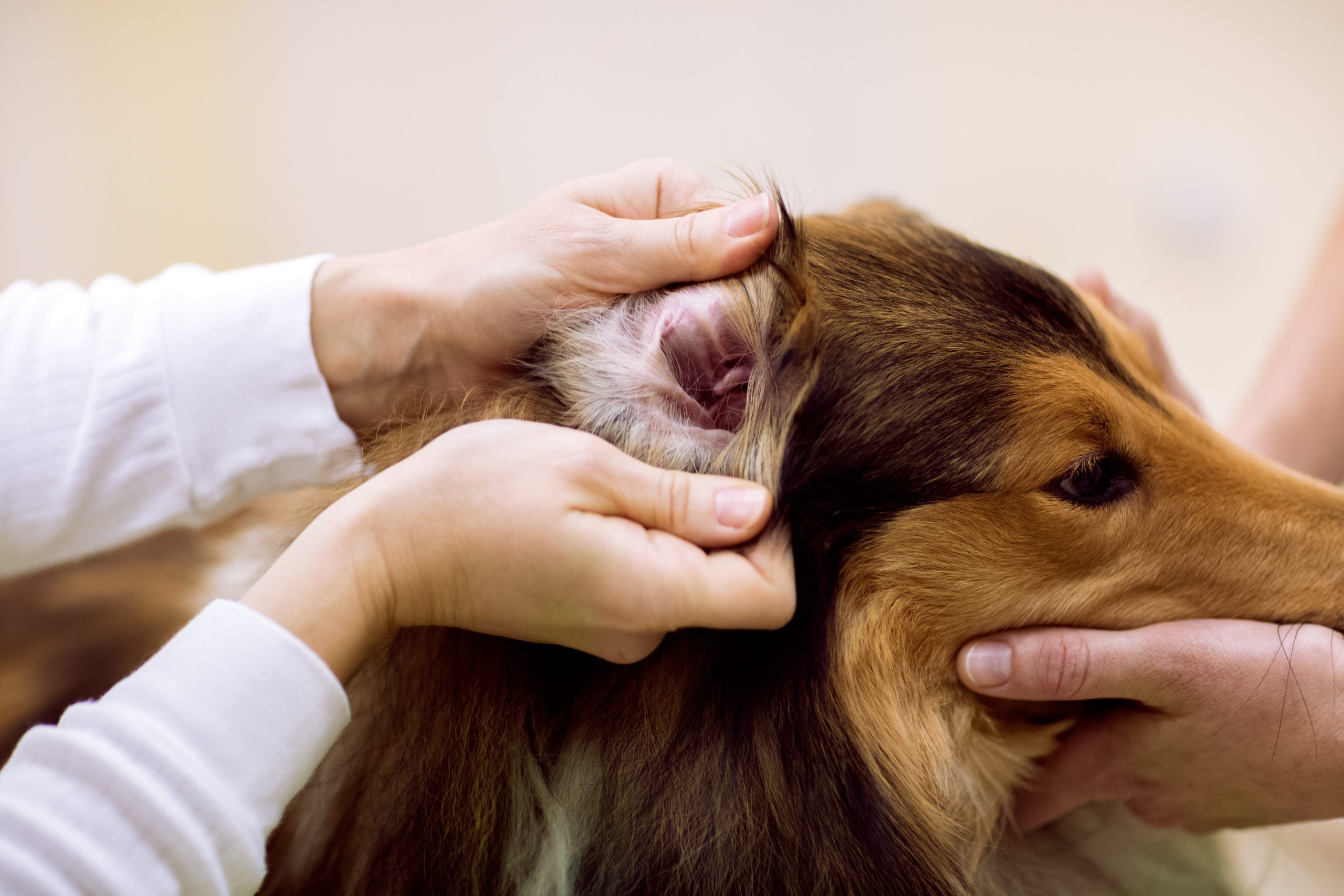 What do ear mites look like in dogs?
