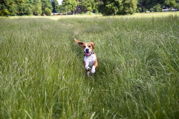 Young Beagle running through long grass