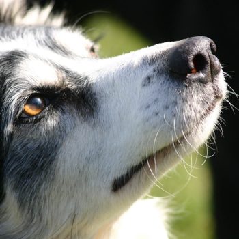 close up border collie face dog, amber eye colour "sheep dog"