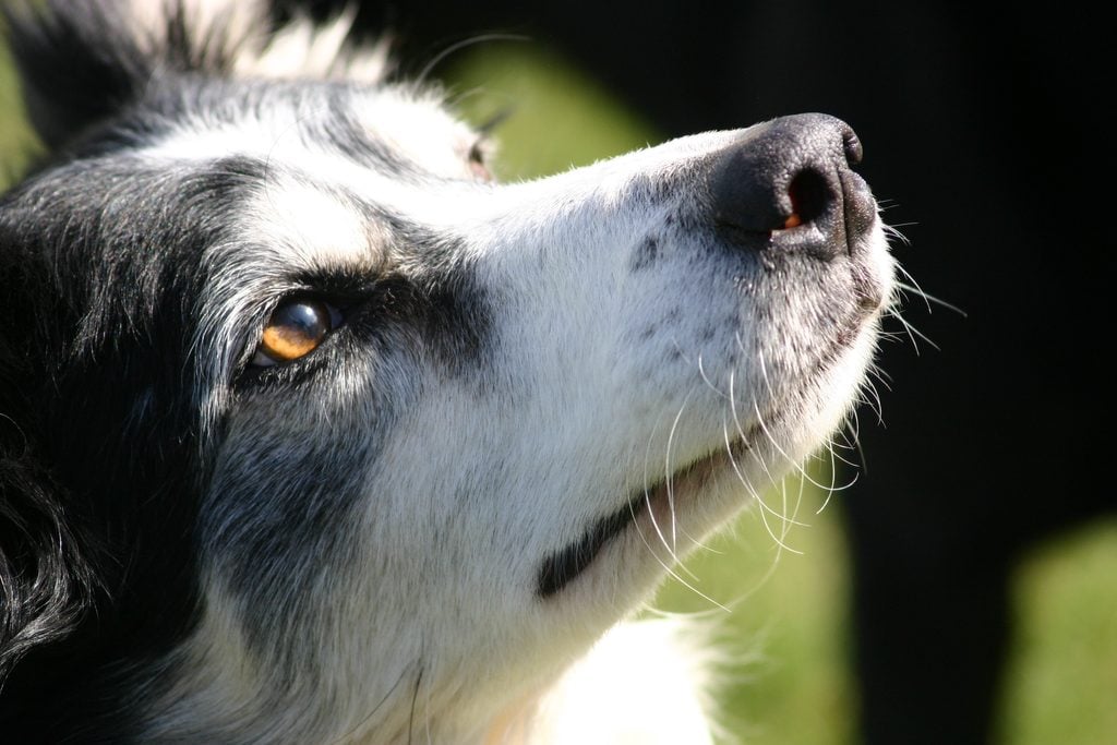 close up border collie face dog, amber eye colour "sheep dog"