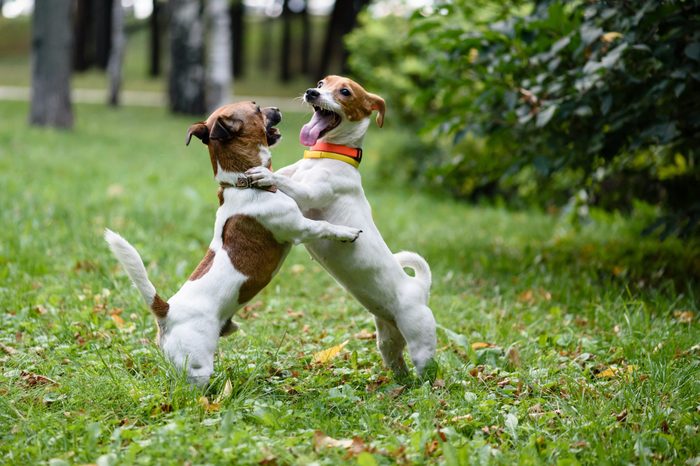 Two dogs playing and dancing