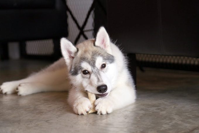 Puppy chewing treats in living room. Siberian Husky puppy lying and chewing bone in living room