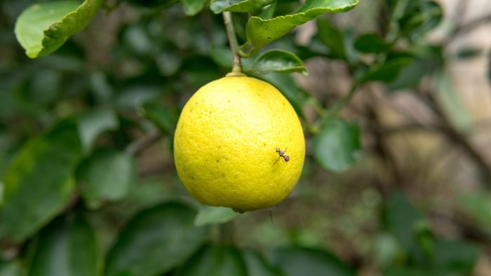 Bug on yellow lemon fruit , Lemon on the tree