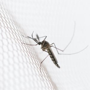 Mosquito on white mosquito wire mesh,net.Mosquito disease is carrier of Malaria, Zica Virus,Fever.