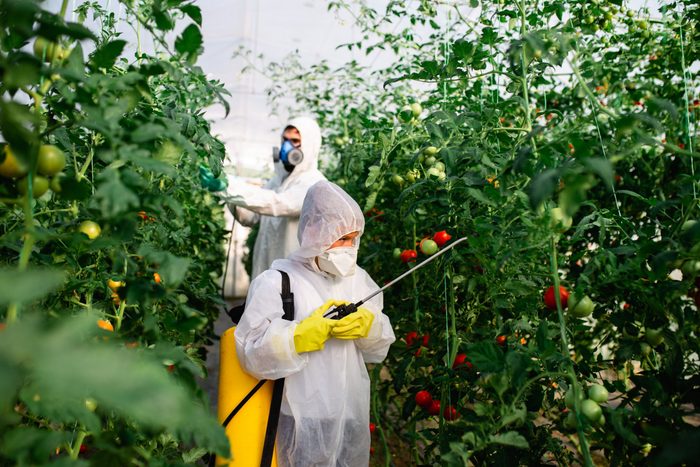 Father and son spraying organic pesticides on tomato plants in a greenhouse.