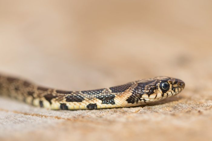 Portrait of wild Horseshoe whip snake (Hemorrhois hippocrepis). Close up photo of exotic vibrant brown and grey snake on the ground. Shallow blurry background. Reptile species from Portugal, Europe.