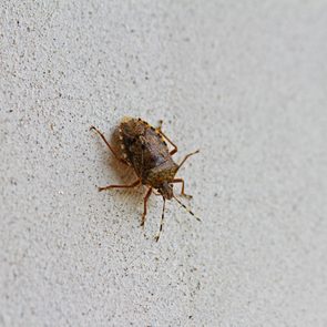 brown marmorated stink bug or shield bug Latin halyomorpha halys from the pentatomidae group of insects on a white wall in winter in Italy native to China but now a serious pest in Europe and the USA