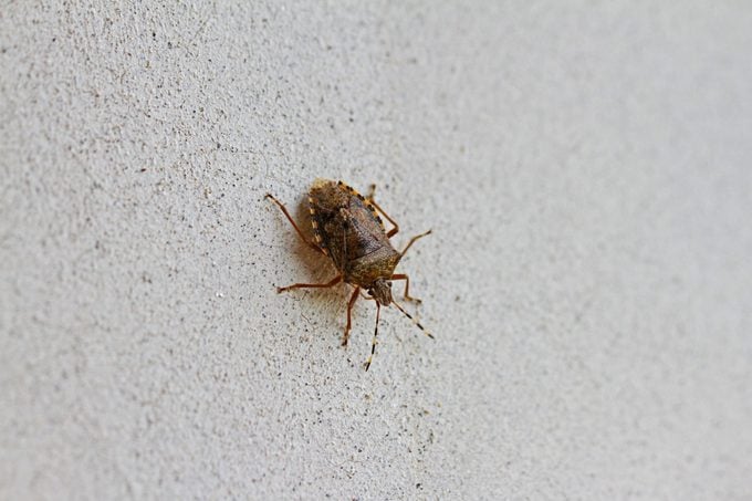 How to Get Rid of Stink Bugs | Reader's Digest