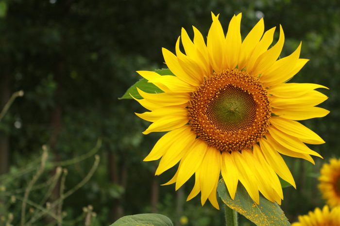 Within the fieldbeautiful sunflower.