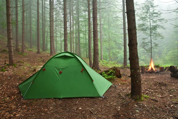 tent in the mist forest