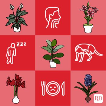 Toxic plants and symptoms of toxic plant ingestion symptoms alternating on red checkered background