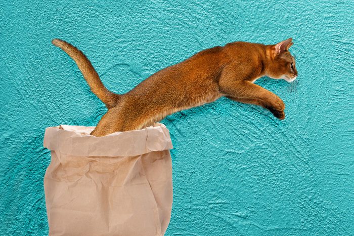 09_Let-the-cat-out-of-the-bag
