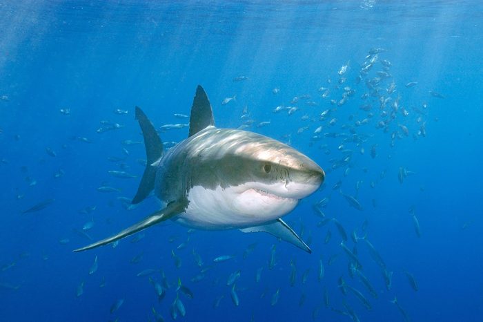 Large Great white shark
