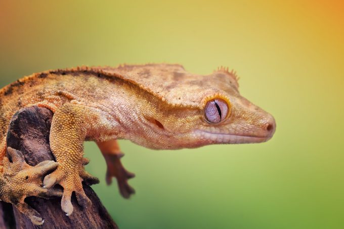 A female crested gecko Correlophus ciliatus