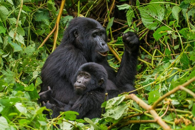 A female mountain gorilla with a baby. Uganda. Bwindi Impenetrable Forest National Park. 