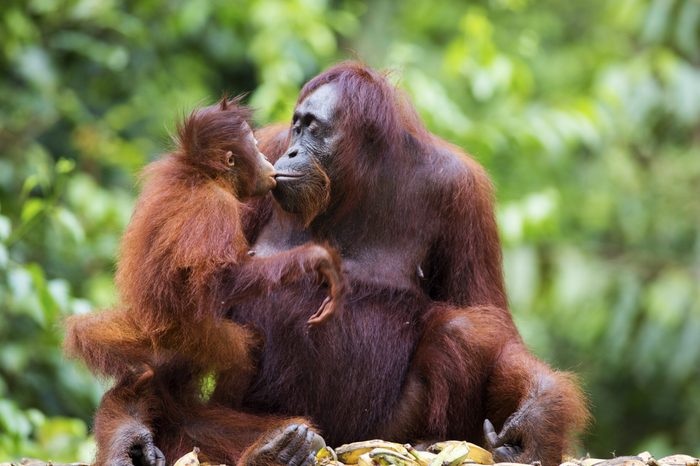 A female orang-utan sharing a kiss with her baby in their native habitat. Rainforest of Borneo.
