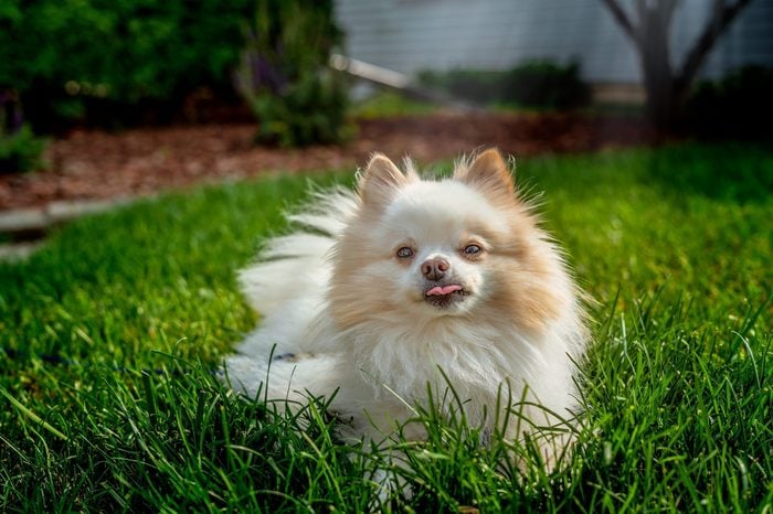 A small white pomeranian dog spending some time outside in the sun on the grassy yard and posing for portraits while playing and laying in the green grass.