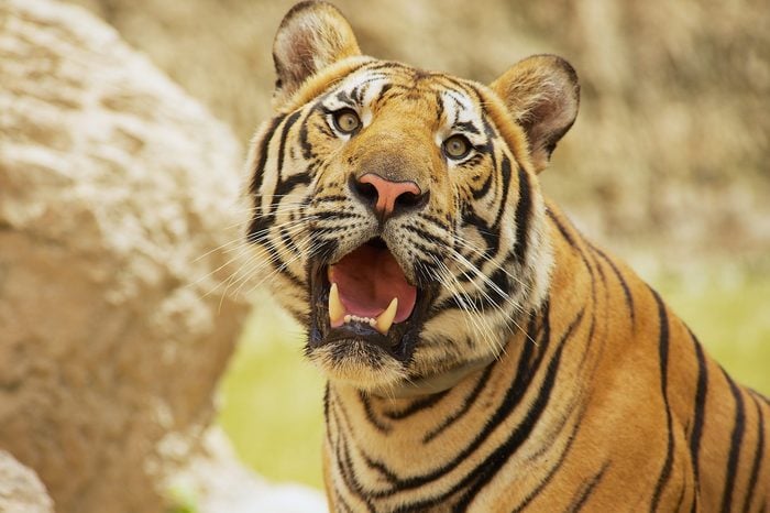 Adult Indochinese tiger. The Indochinese tiger (Panthera tigris corbetti) is a tiger subspecies found in the Indochina region of Southeastern Asia.
