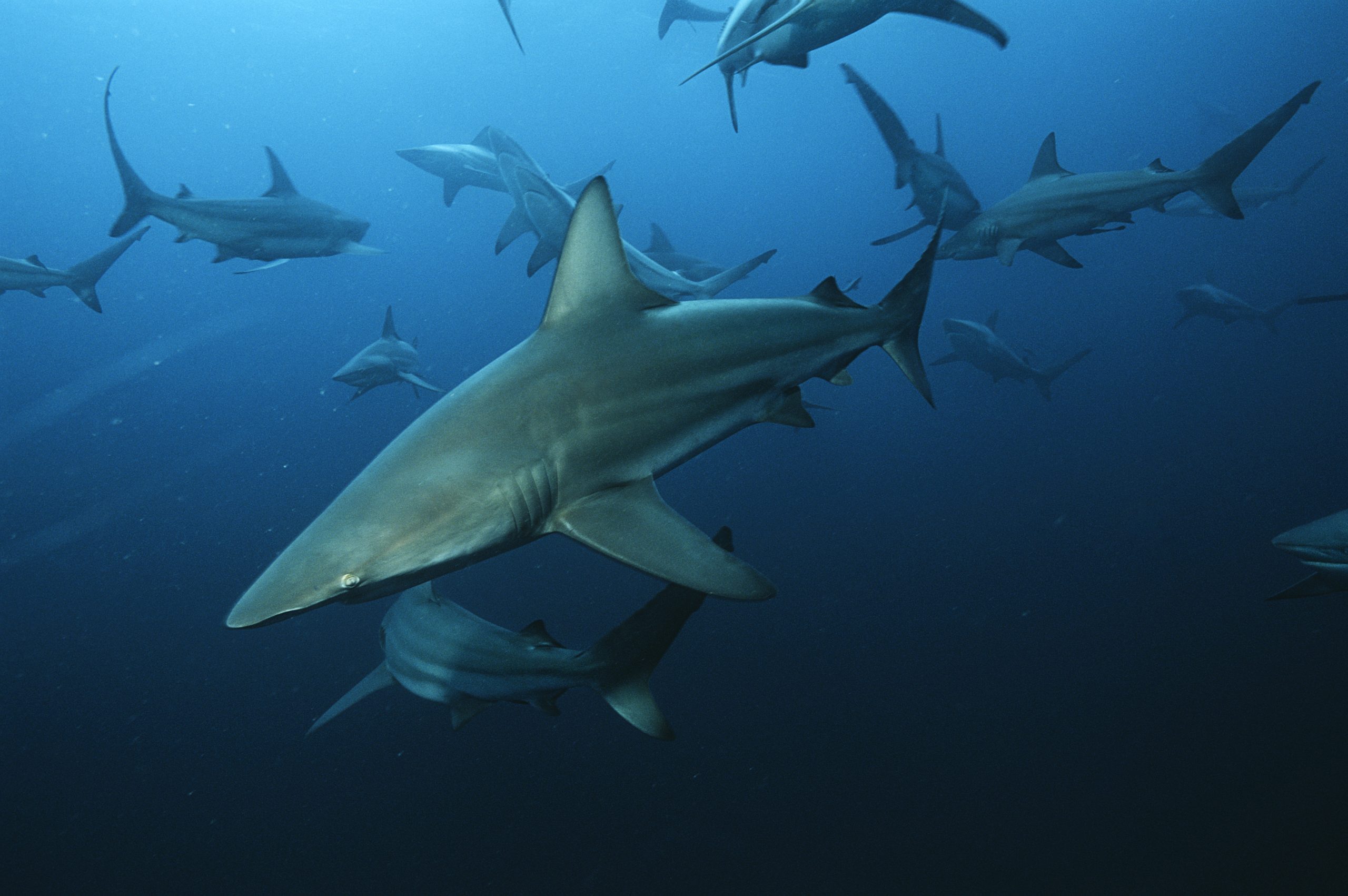 The Most Shark-Infested Waters in the World | Reader's Digest