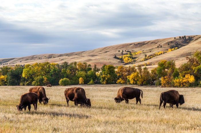 American buffalo / bison herd grazing in Custer State Park, South Dakota