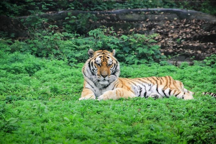 An adult wild South China tiger resting on the grass outdoors
