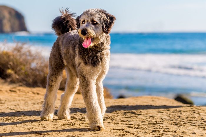 Aussiedoodle, Australian shepherd and standard-size poodle mix, on a run at the beach. 