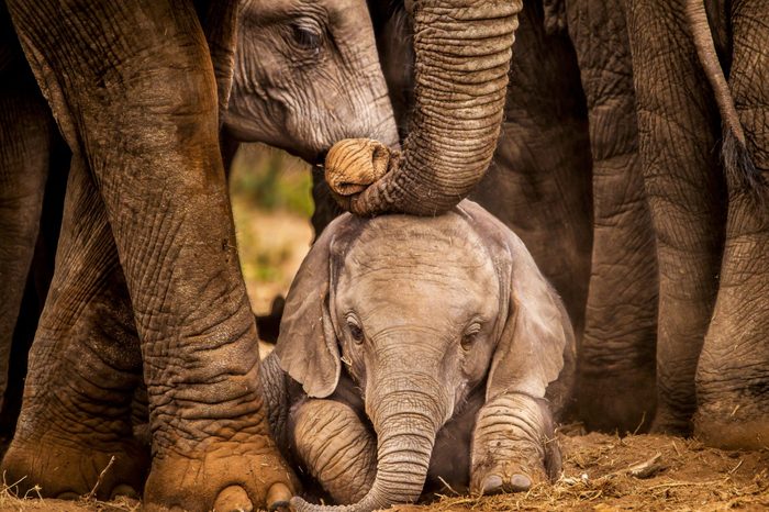 Baby African elephant under the protection of the adults in the herd