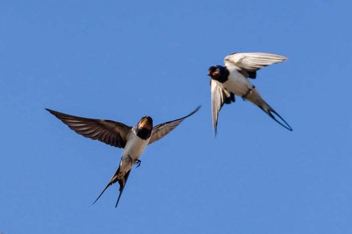 Barn swallows fly, blue sky background 