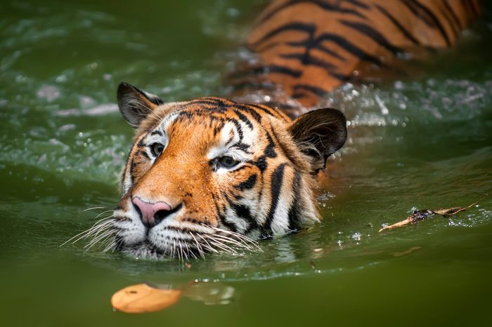 Beautiful Close up Borneo, Malayan Tiger enjoying a swim in a tropical jungle river. Shallow depth of fields, selective focus