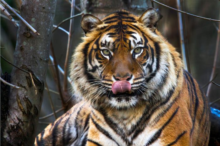 Beautiful Sumatran Tiger with tongue out on a cold winters day