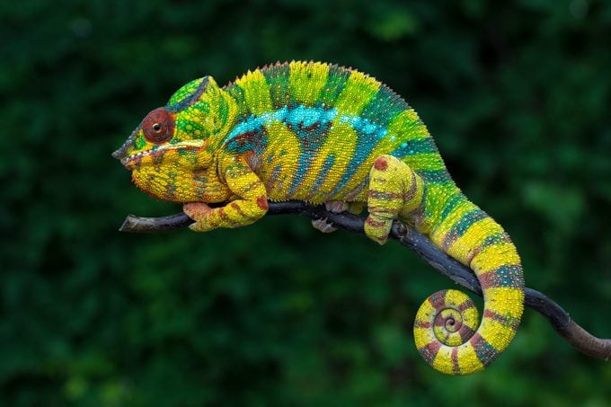 Chameleon Furcifer pardalis Ambolobe 2 years old, Madagascar endemic Panther chameleon in angry state, pure Ambilobe