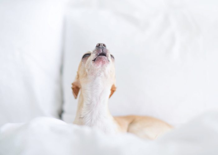 Chihuahua waking up
