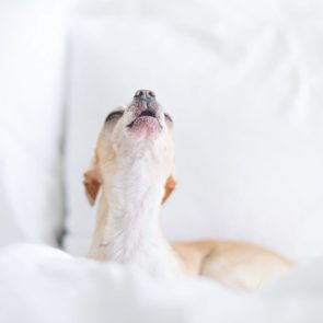 Chihuahua waking up 