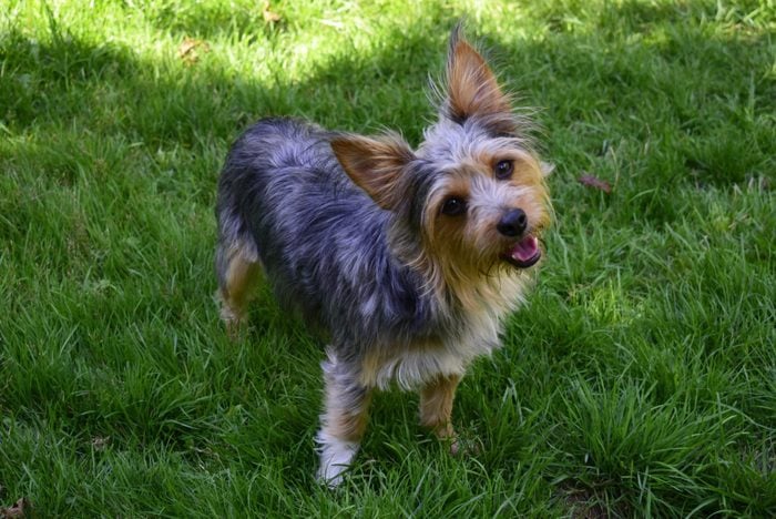 Chorkie, a chihuahua and yorkshire terrier mix, standing on the grass in the garden.