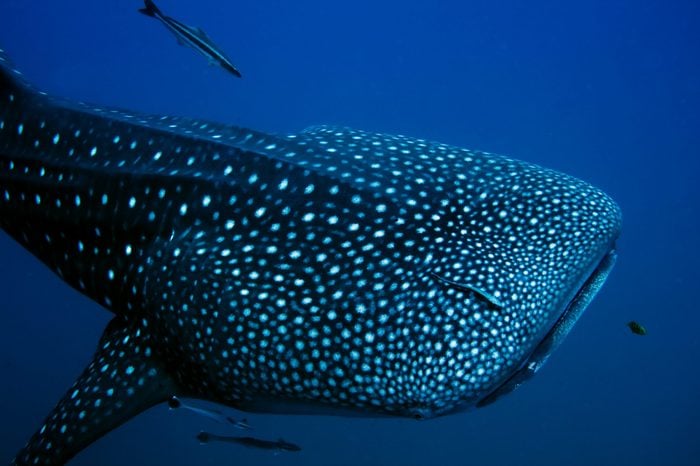 Close encounter with a giant Whale Shark