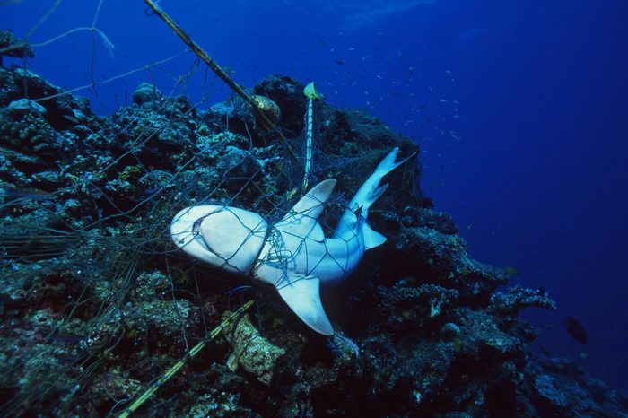 Dead Shark in fishing net strangled to death / Ocean Environmental Destruction / Marine Protection